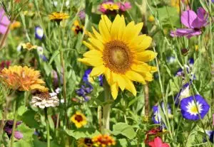 sunflower, flowers, beautiful flowers, flower bed, flower meadow, flower wallpaper, petals, bloom, bright, wild flowers, wildflowers, garden flowers, flower background, colorful, plant, meadow, nature, flora, garden